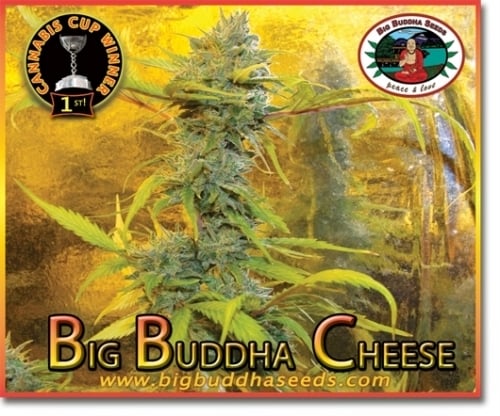 大きな仏チーズ -  Big Buddha Seeds