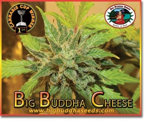 Big Buddha -juusto - Big Buddha Seeds