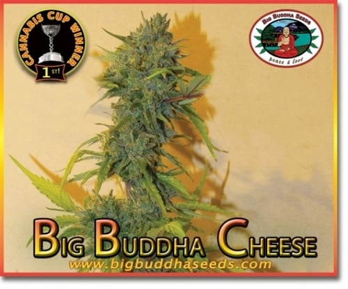 Büyük Buda Peyniri - Big Buddha Seeds