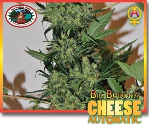 Cheese tự động - Big Buddha Seeds