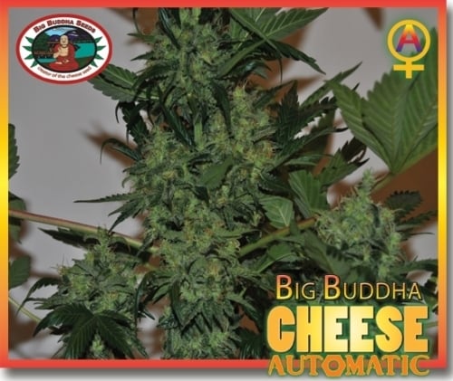 Cheese Automatic - Big Buddha Seeds