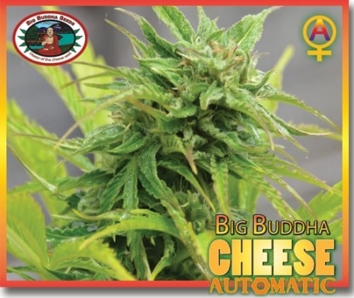 Peynir Otomatik - Big Buddha Seeds