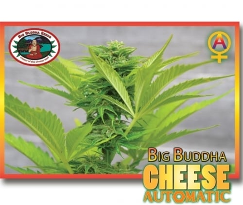 Cheese tự động - Big Buddha Seeds