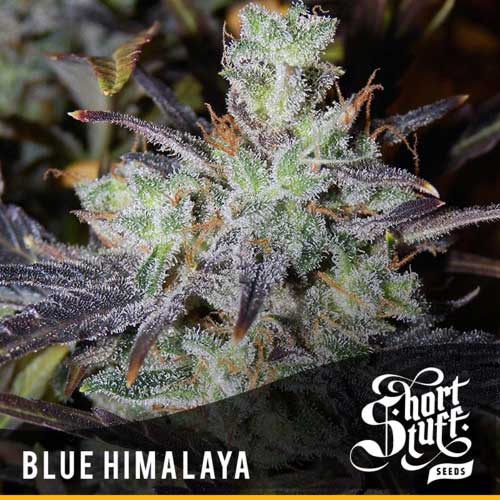 Blå Himalaya - Short Stuff Seeds