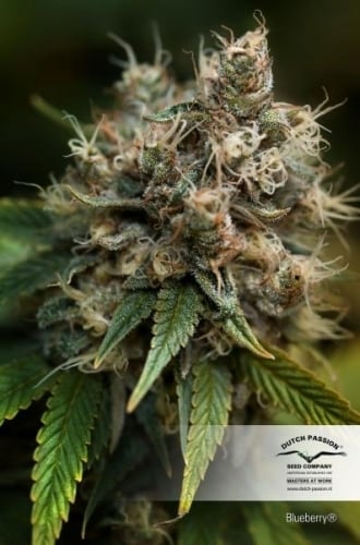 Bosbes - Dutch Passion Seeds