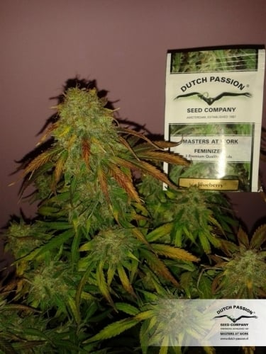Blueberry - Dutch Passion Seeds