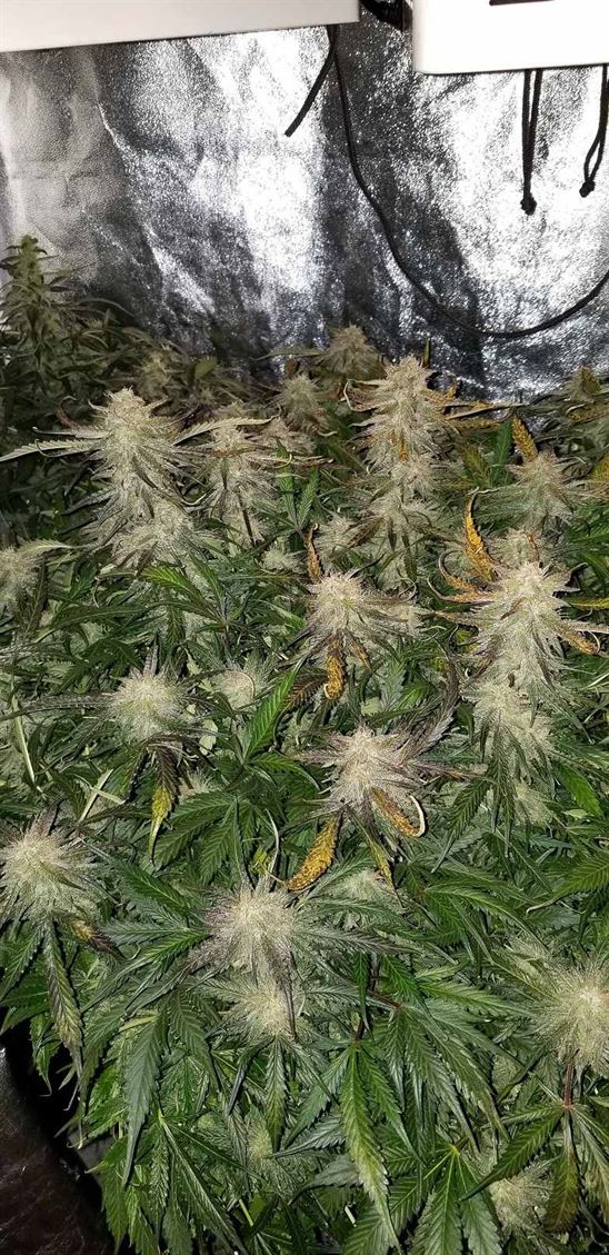 Blueberry Auto - Baked Beans Cannabis Seeds