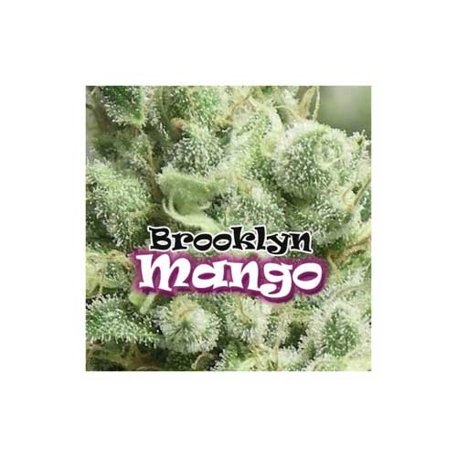 Brooklyn Mango - Dr Underground