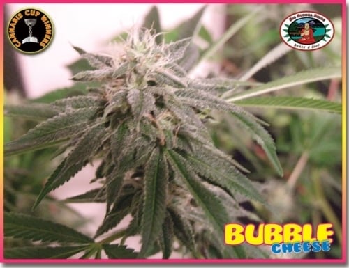Bublina - Big Buddha Seeds