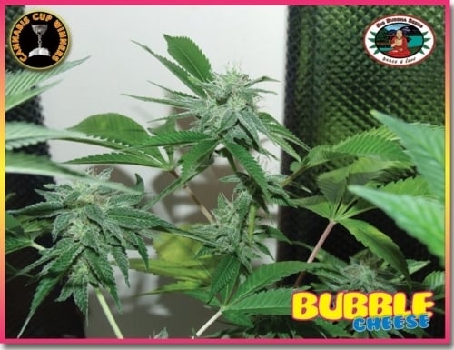 Bubble Cheese - Big Buddha Seeds