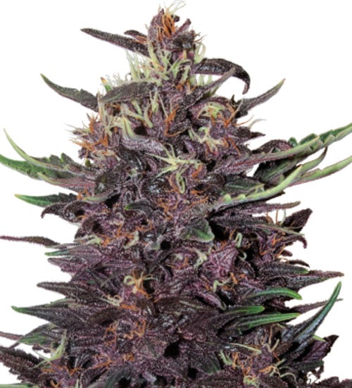 Purple Kush Auto - Buddha Seeds