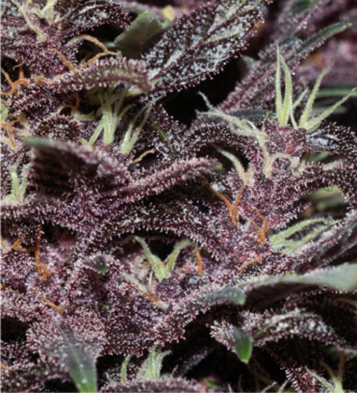 Purple Kush Auto - Buddha Seeds