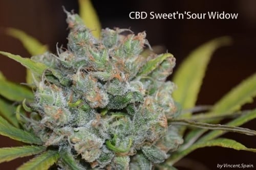 CBD Sweet n Sour Widow - CBD Crew Seeds