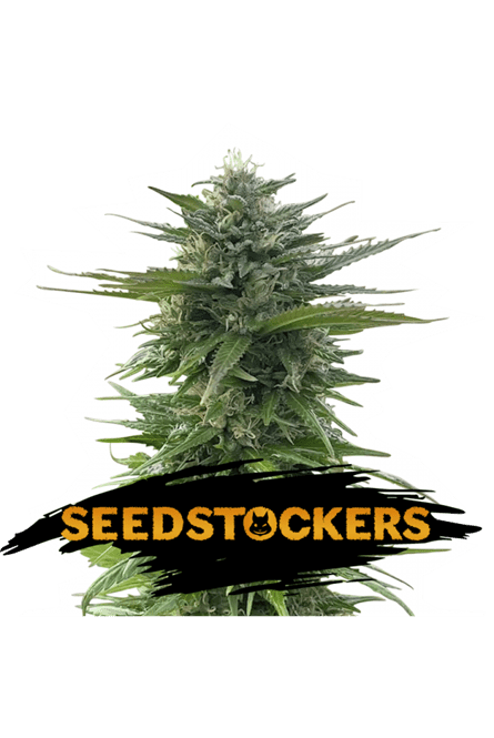 CBG Zerodue - Seed Stockers