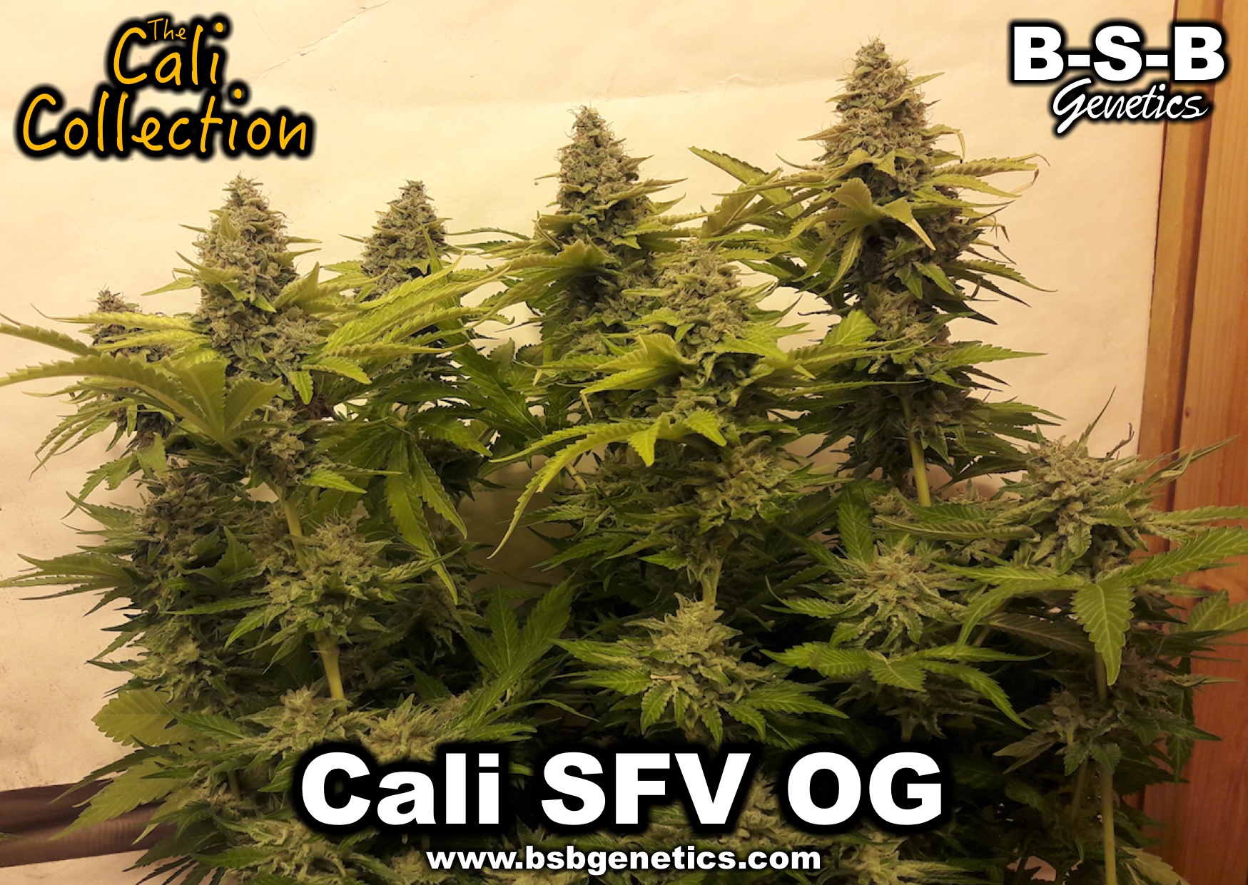 SALE - Cali SFV OG - BSB Genetics - Cannabis Seed Sale Items