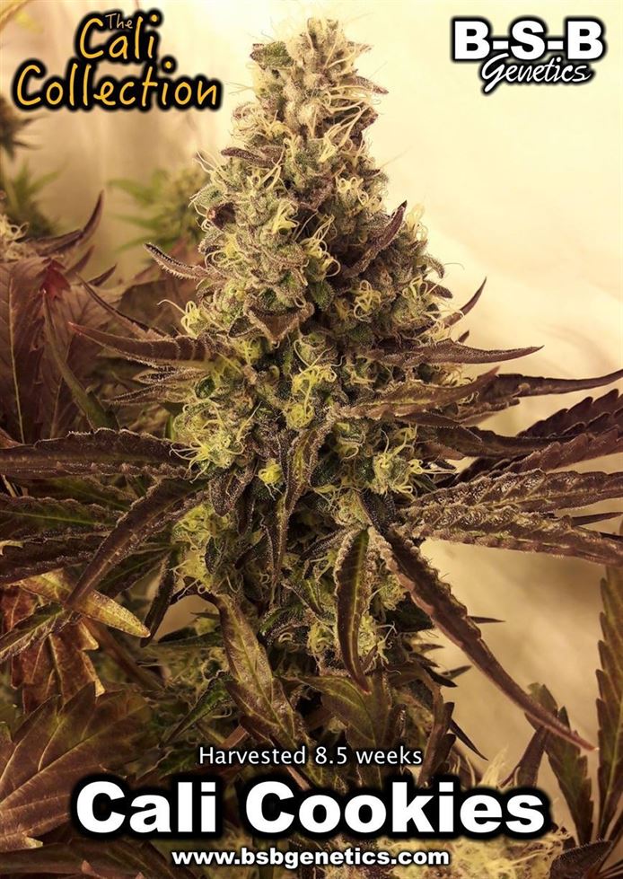 SALE - Cali Cookies - BSB Genetics - Cannabis Seed Sale Items