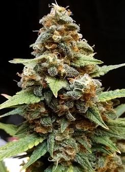 Gorilla Lemon Fire Cannabis Seeds