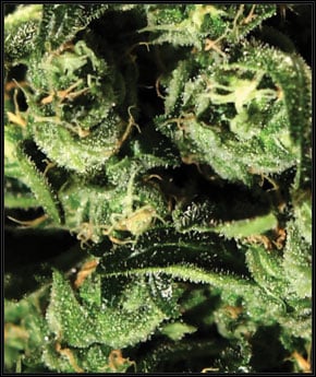 GH Cheese - Green House Seeds