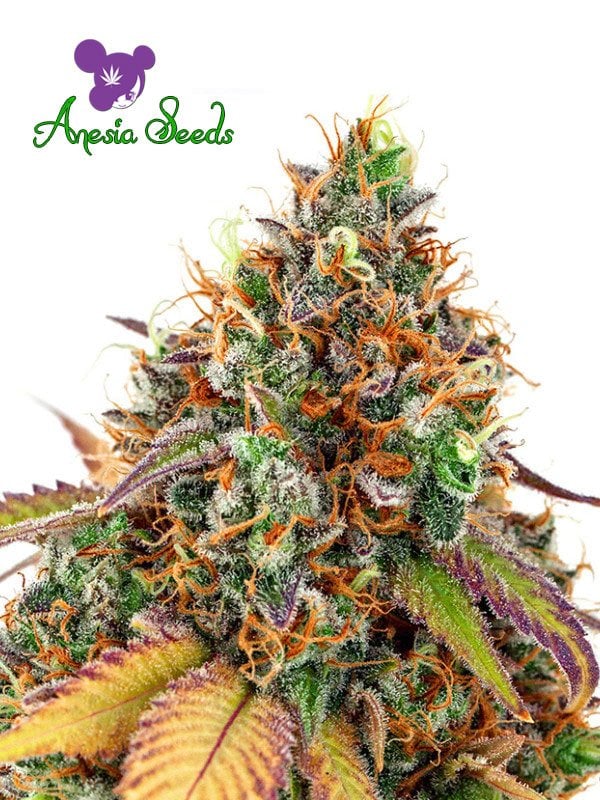 Cherry Kiss によって Anesia Seeds から Seed City Cherry Kiss によって Anesia Seeds から Seed City