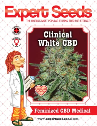 Клинично бяло CBD - Expert Seeds