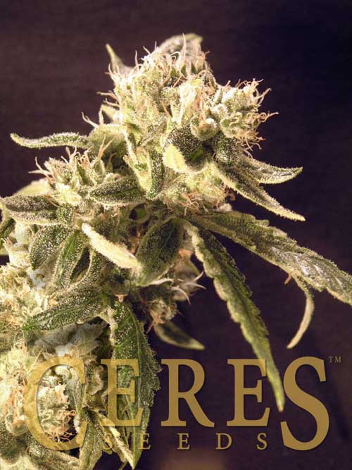คลาสสิก Coffeeshop - ไรเดอร์ง่ายอัตโนมัติ - Ceres Seeds