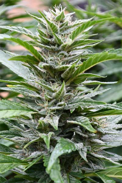 Cookies x 707 Headband Cannabis Seeds