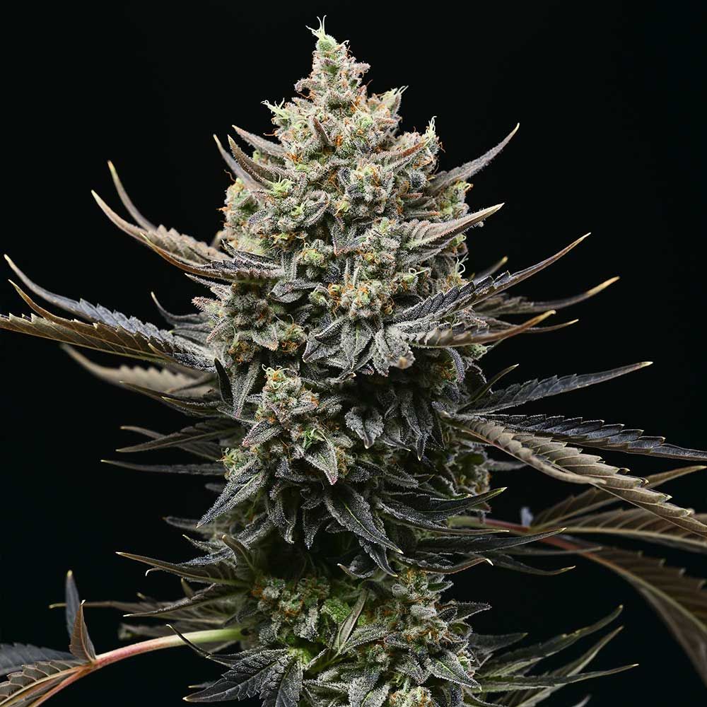 Corn Syrup Cannabis Seeds