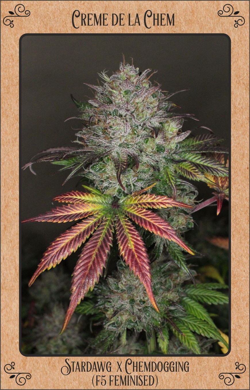 Creme De La Chem By Mephisto Genetics From Seed City