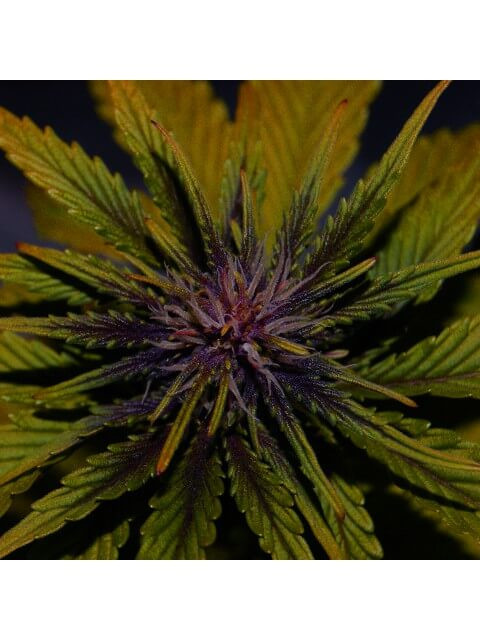 Dark Rose CBD Auto Cannabis Seeds