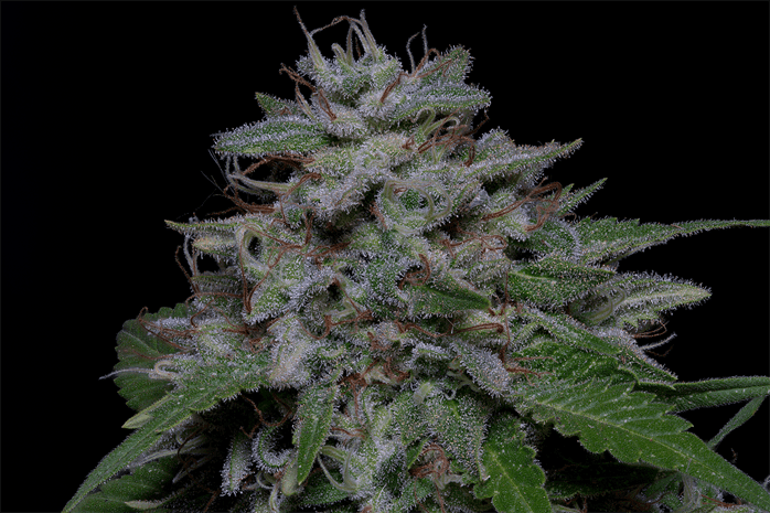 Don Do Si Glue Cannabis Seeds