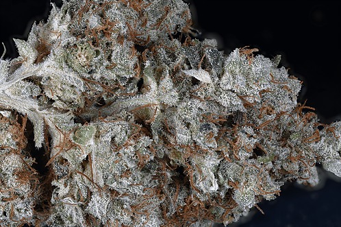 Don Gorilla Cannabis Seeds