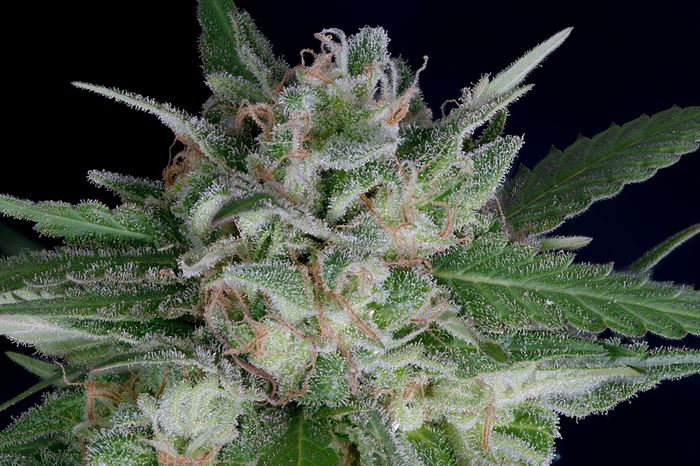 Don OG Kush Auto-Don雪崩種子