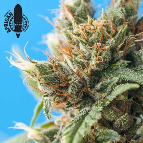 Durban Punch - Tropical Seeds