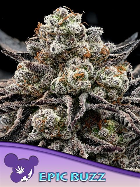 EPIC BUZZ Cannabis Seeds by Anesia Seeds