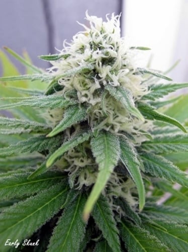 Rani Skunk - Seedsman Seeds