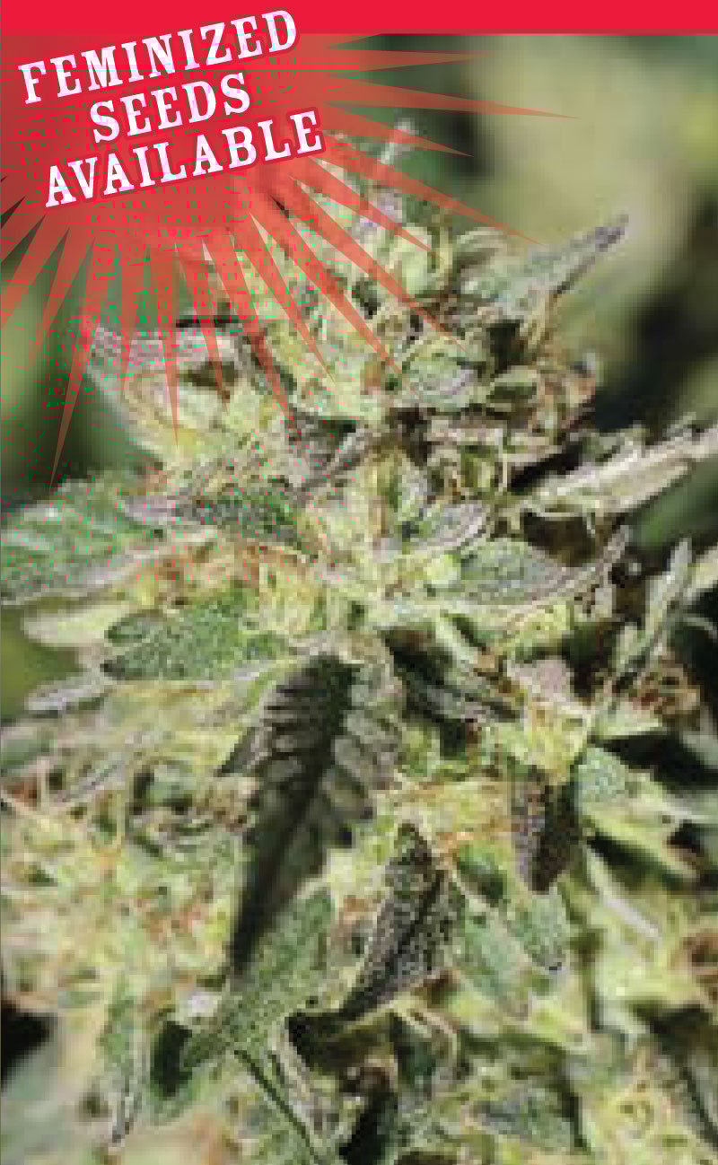 Early Girl OG Hybrid Cannabis Seeds