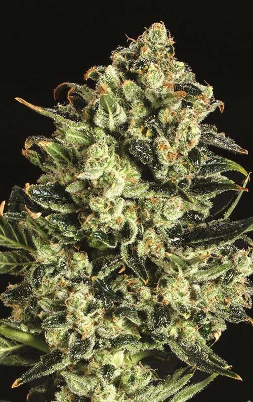 Emerald Jack x SCBDX Cannabis Seeds