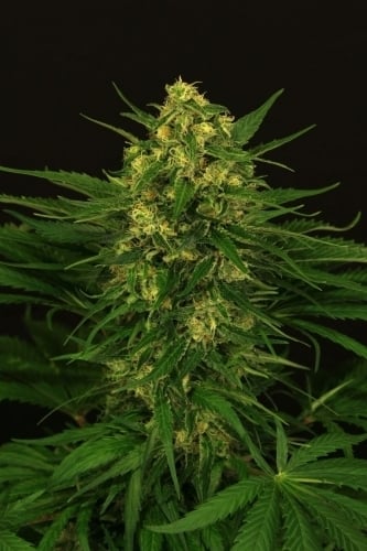 Thai exotique - Exotic Seed