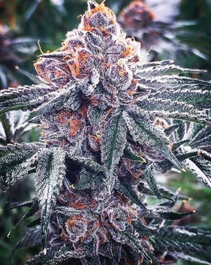 Forum Cut GSC BX Cannabis Seeds