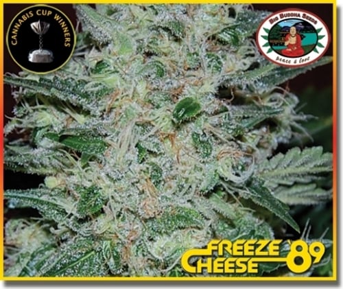 Freeze Cheese '89 - Big Buddha Seeds