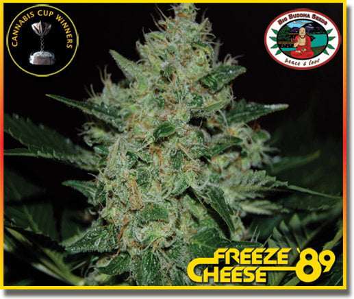 Congeler le fromage '89 - Big Buddha Seeds