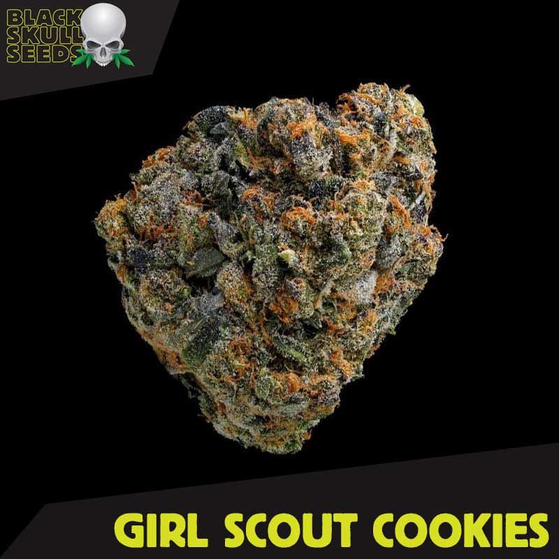 Girl Scout Cookies 〜によって Blackskull Seeds から Seed City