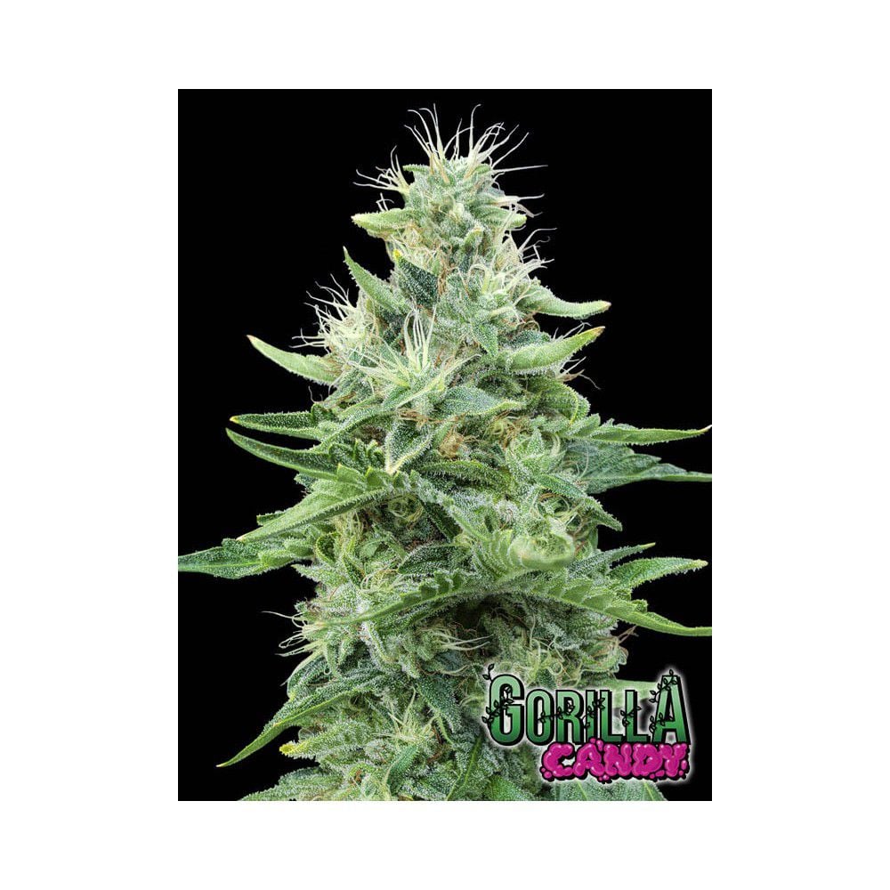 Gorilla Candy Cannabis Seeds By Eva Seeds