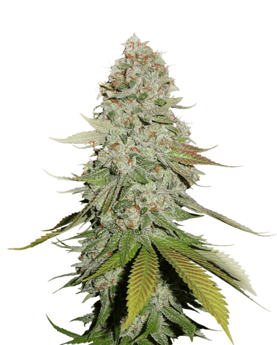 Gorilla Cannabis Seeds by Seed Stockers