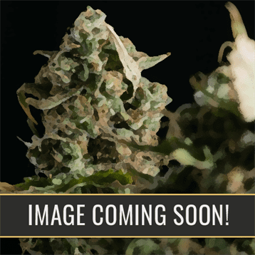 Gorilla Auto Cannabis Seeds