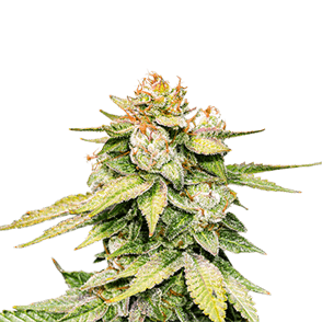 Gorilla Auto Cannabis Seeds