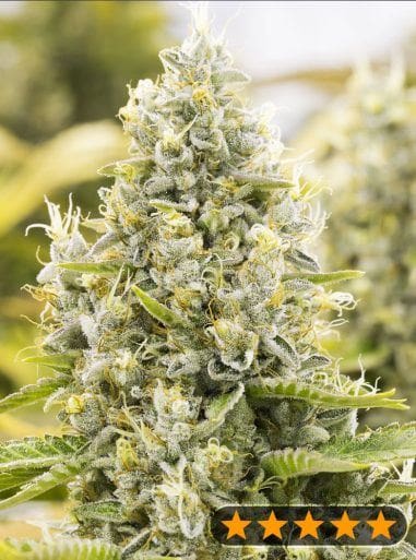 SALE - Gorilla Auto - PowerStrains Cannabis Seeds