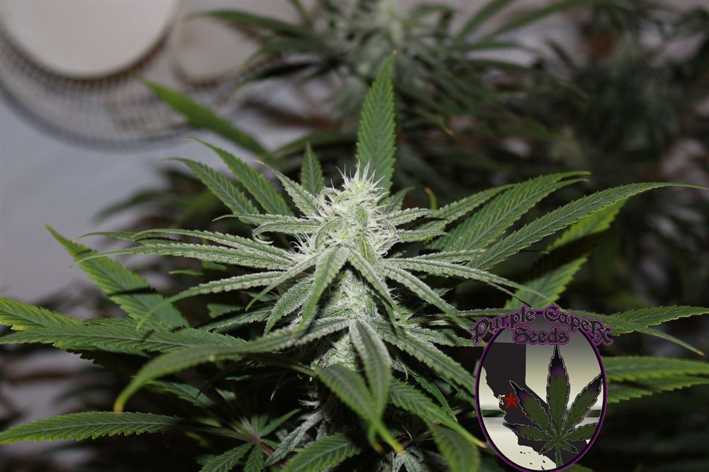 Gorilla BX Cannabis Seeds