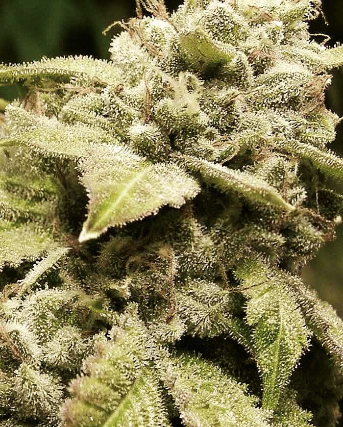 original gorilla glue 4