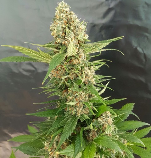 Gorilla Ice Cream Cannabis Seeds